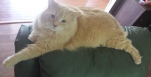 golden cat laying on sofa