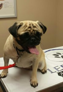 cute pug dog siting on the veterinarian table