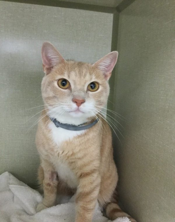 What is Cytauxzoonosis AKA “Bobcat Fever”?? Vet In Lebanon Lebanon