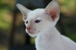 white cornish rex kitten portrait
