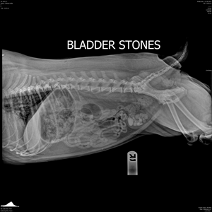 bladder-stones x-ray
