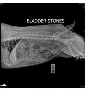 bladder-stones x-ray
