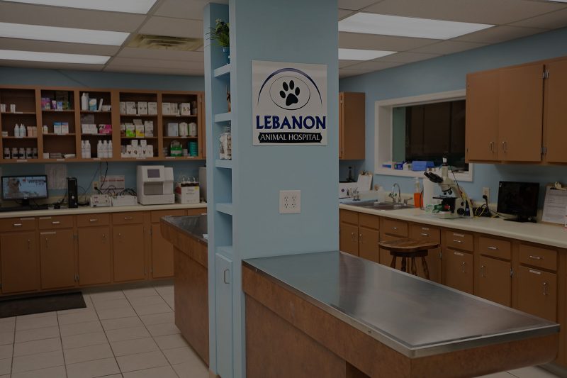 helpfullinksbg Vet In Lebanon Lebanon Animal Hospital