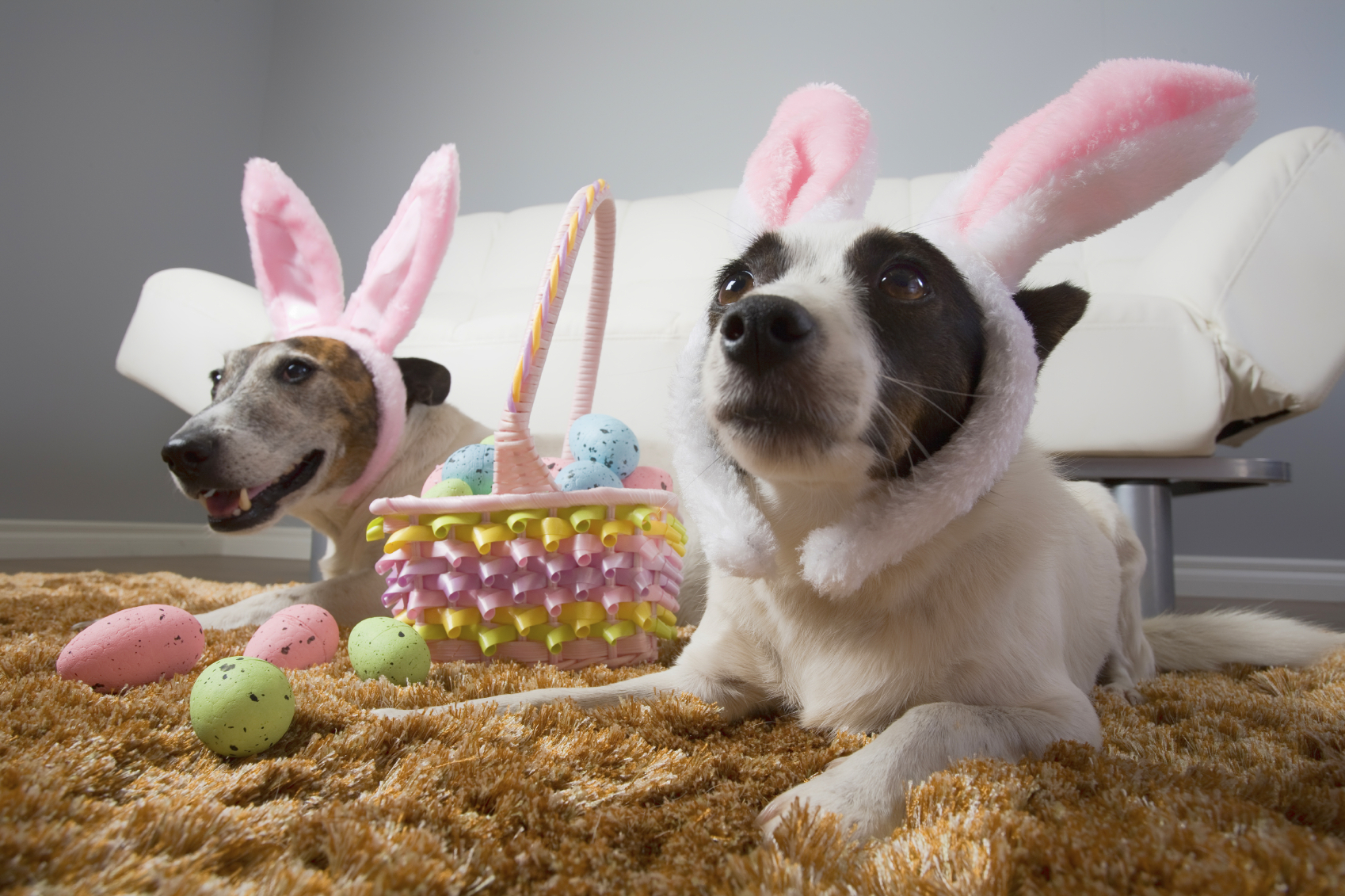 funny dogs wearing rabbit ears