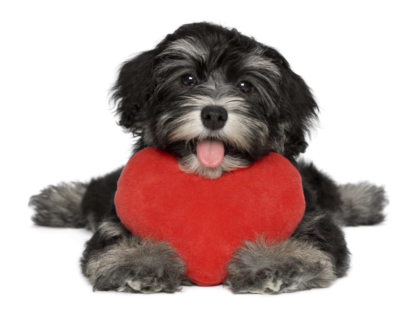 A cute lover valentine havanese puppy dog is holding a red heart, isolated on white background