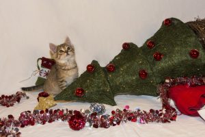 funny kitten planing for the Christmas