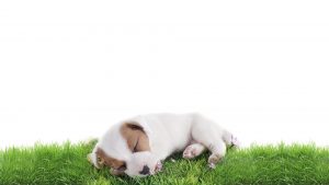 portrait of a sleeping puppy jack russel terrier in studio
