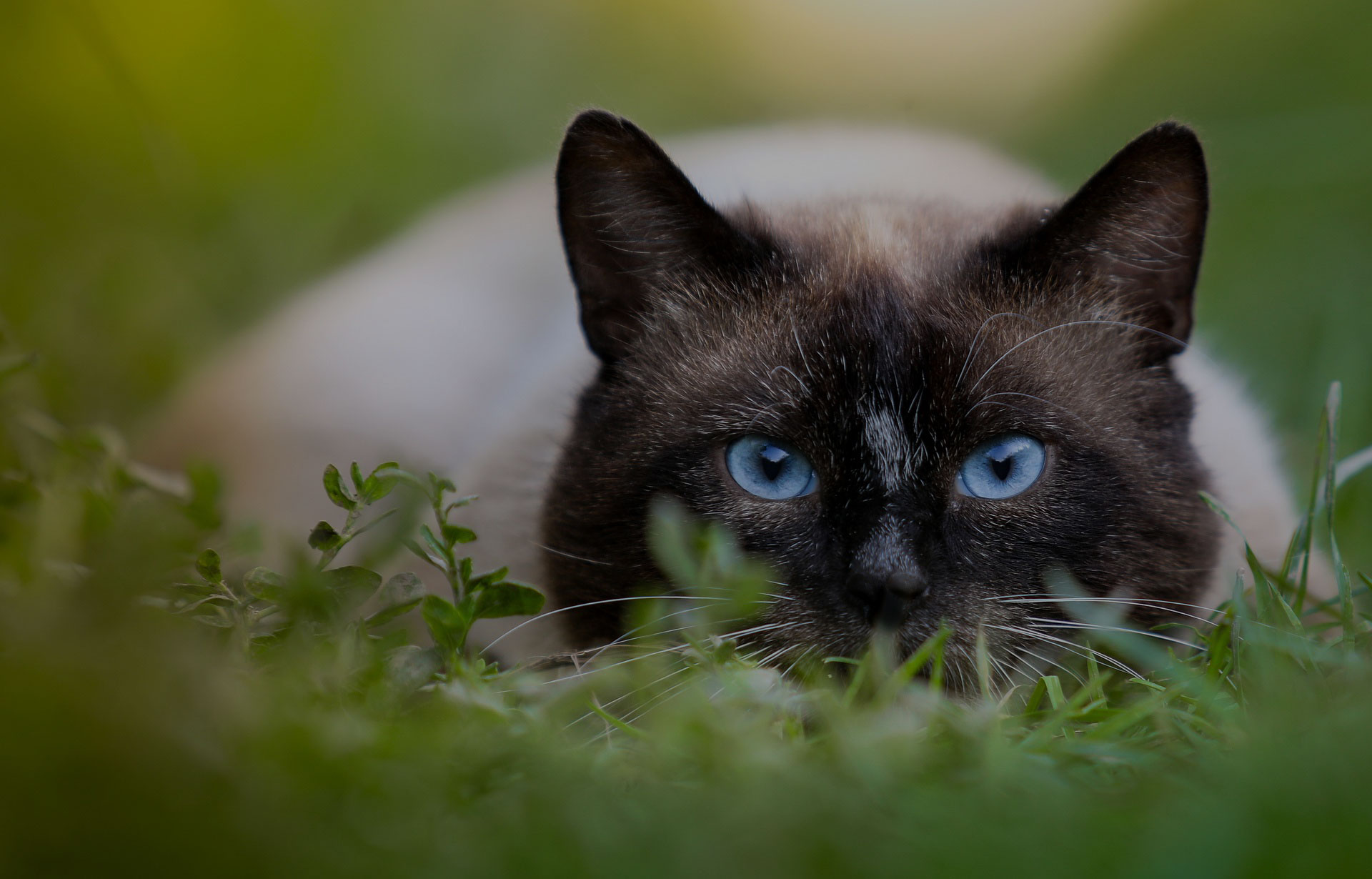 Eyes Hunting Cat On The Nature Siamese Closeup