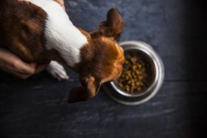 food for dogs in the plate