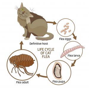 Life cycle of cat flea vector illustration