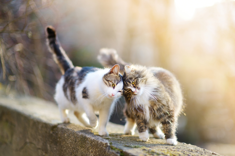 Two friendly cats on spring