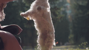 dog playing with women in park gif