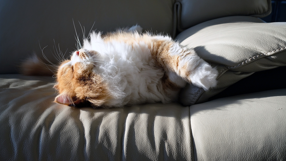 Orange Sleeping Persian Cat