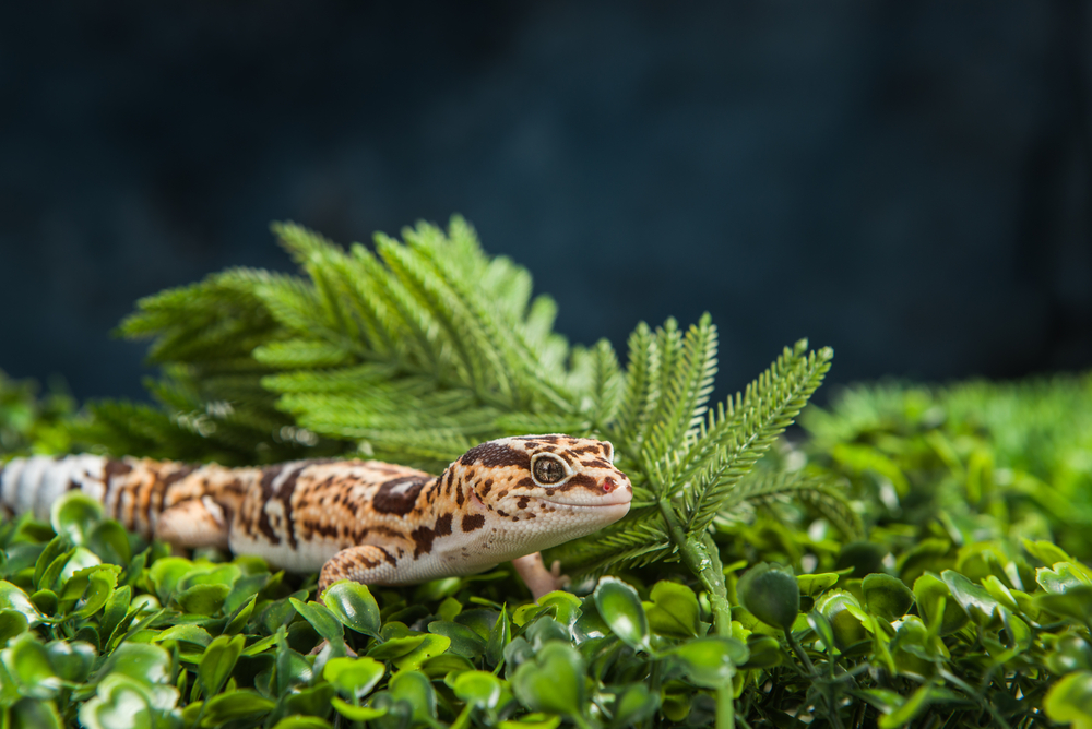 Fur, Feathers, and Scales: Exotic Pet Ownership - Vet In Lebanon