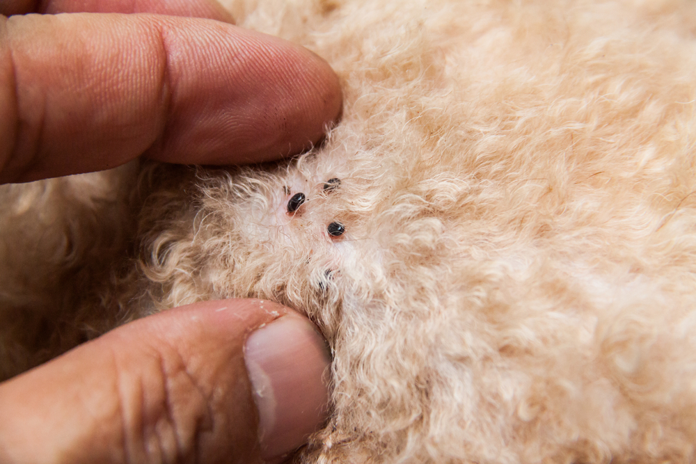 papel Oportuno Encadenar Fleas in Pets: How to Detect, Treat, and Prevent - Vet In Lebanon | Lebanon  Animal Hospital