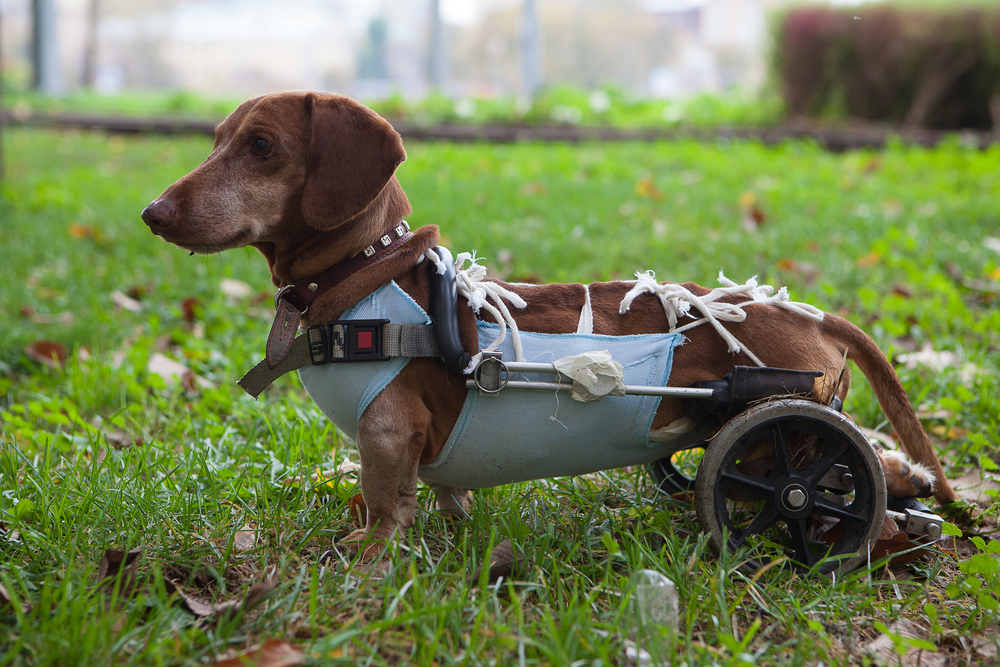 10 Tips To Help Make Your Disabled Pet s Life Easier Vet In Lebanon 