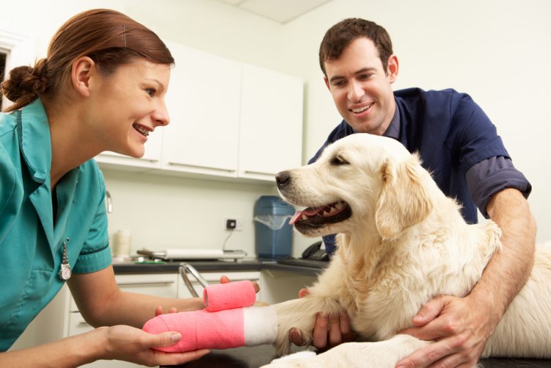 Resolve to Make Your Pet’s Veterinary Visits Stressfree Vet In