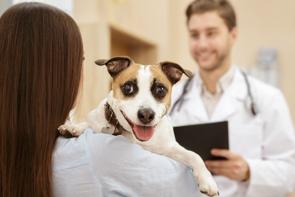 How to Spot Dental Disease in Your Pet and What to Do About It - Vet In ...
