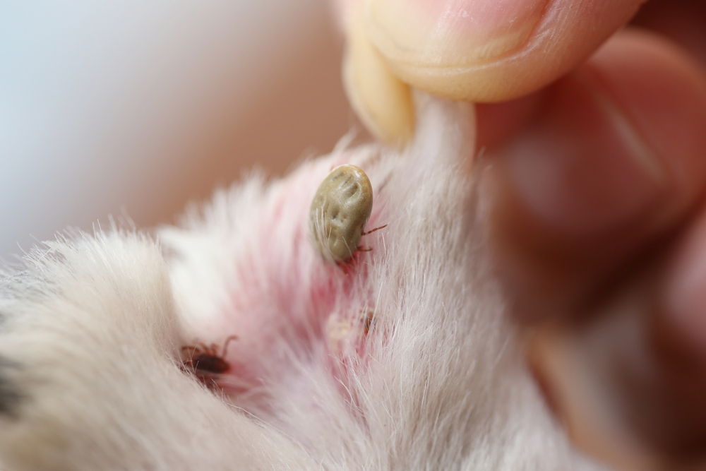 Fleas And Ticks Are Tiny Pets Whats The Big Deal Vet In Lebanon