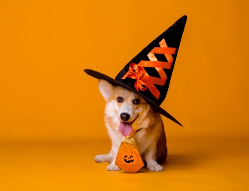 How to Avoid 5 Halloween Pet-Safety Hazards