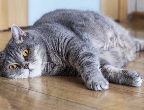 Pudgy Pets: How to Prevent Obesity in Your Pet