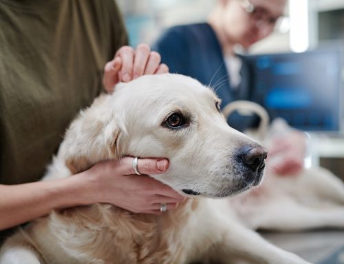 Pancreatitis in Pets: What You Need to Know