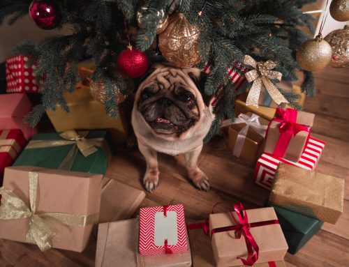 6 Ways To Celebrate the Holidays With Your Pet