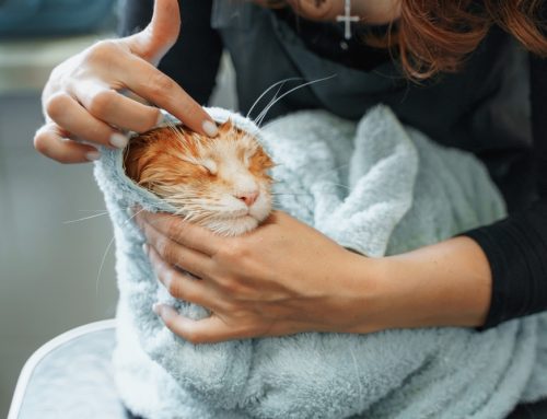 Using Low-Stress Pet Handling Techniques at Home