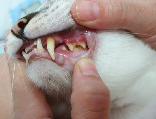 Signs and Stages of Periodontal Disease in Pets