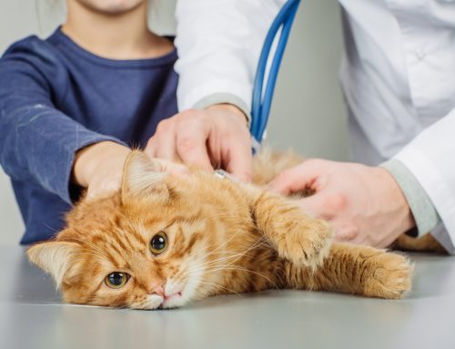 Veterinary Emergency Versus  Urgent Care for Your Pet