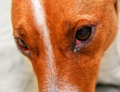 What Owners Should Know About Red Eyes in Pets