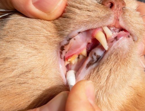 Unmasking the Hidden Dental Threat: What Every Cat Owner Should Know About Resorptive Lesions