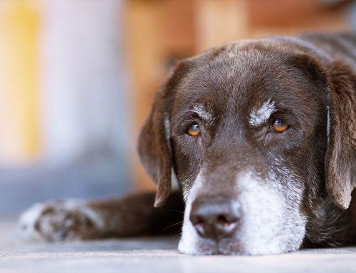 How to Recognize and Treat Chronic Pain in Senior Pets