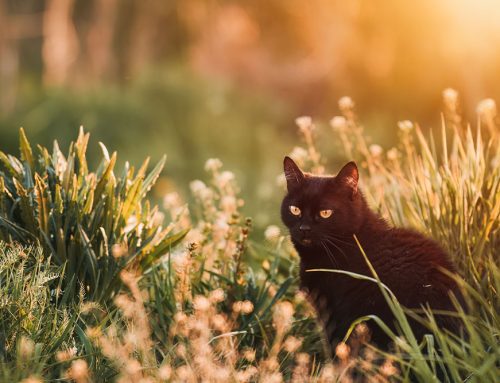 Grass Awns: What They Are and Why They’re Dangerous for Pets