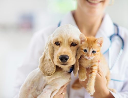 Pet Vaccinations: Essential Protection for Every Life Stage