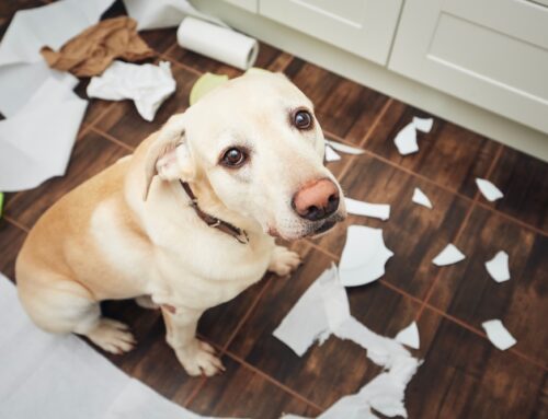 Signs of Stress and Anxiety in Dogs and Cats: How to Help