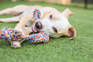 Playful puppy tugging a rope toy with its mouth.