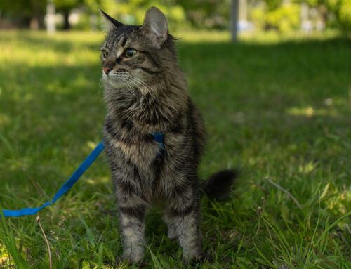 Assistive Devices: Harnesses, Carts, and Traction Aids