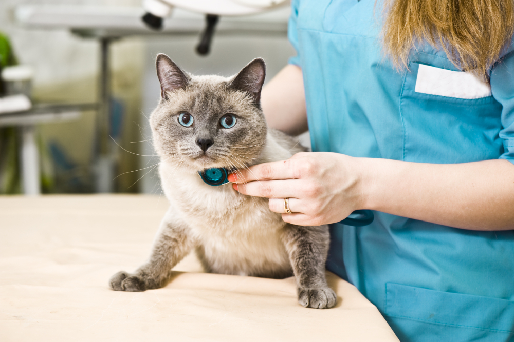 Veterinarian performing a health check on a domestic cat during a veterinary exam. 
