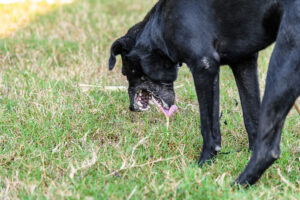 Dog vomiting on grass outdoors, showing possible digestive upset or illness in pet.