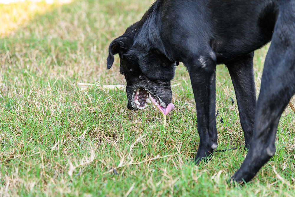 Dog vomiting on grass outdoors, showing possible digestive upset or illness in pet.
