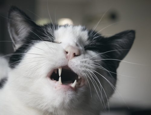 When Is a Cat’s Cough or Sneeze Worth a Vet Visit?