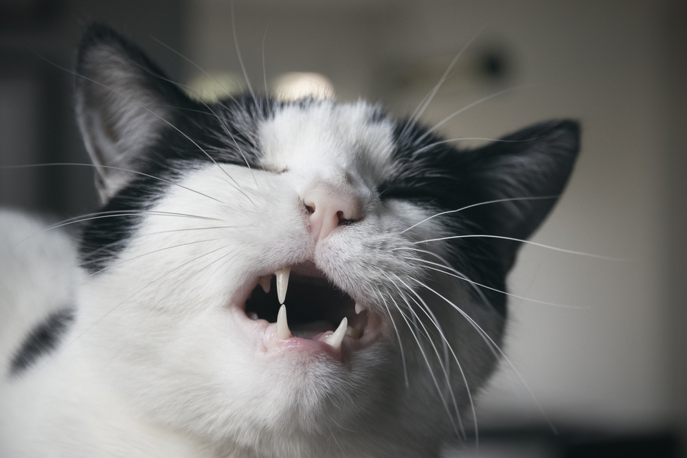 Close-up of a cat grimacing and showing signs of discomfort.