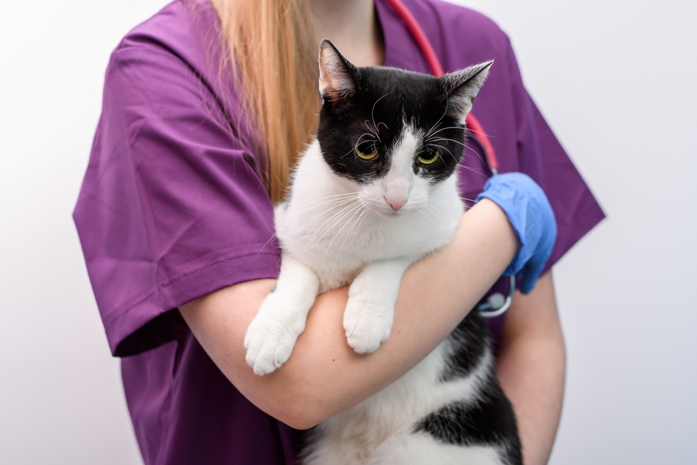 Veterinarian holding a black and white cat during a veterinary examination.
