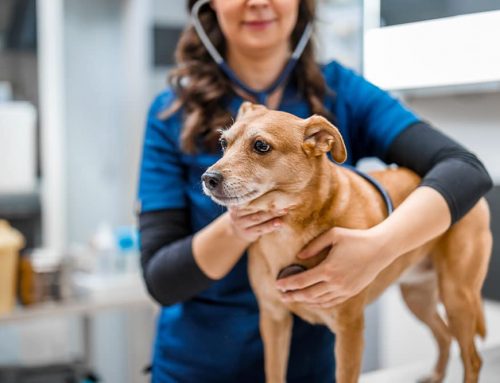 Why Are My Pet’s Lymph Nodes Swollen?