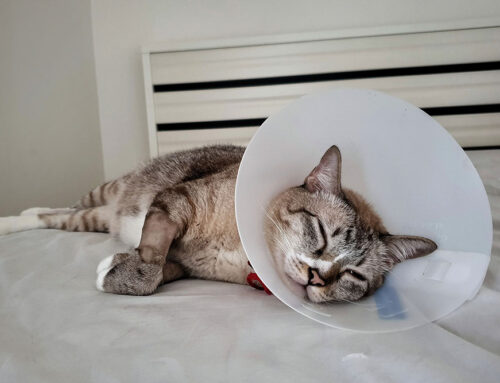 Spay and Neuter: Why It’s More Than Just Population Control