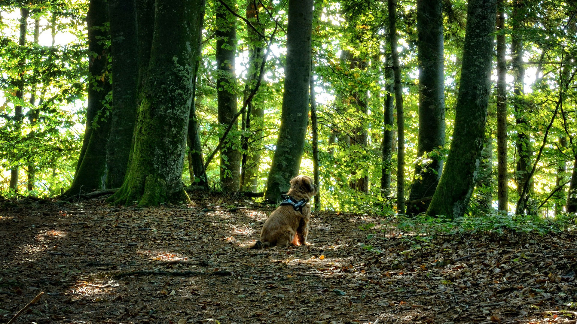 dog-animal-forest-mixed-forest